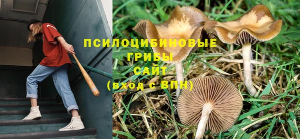 ПСИЛОЦИБИНОВЫЕ ГРИБЫ Баксан